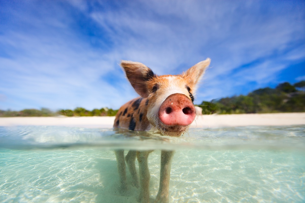 Pig Beach, Bahamas © iStock