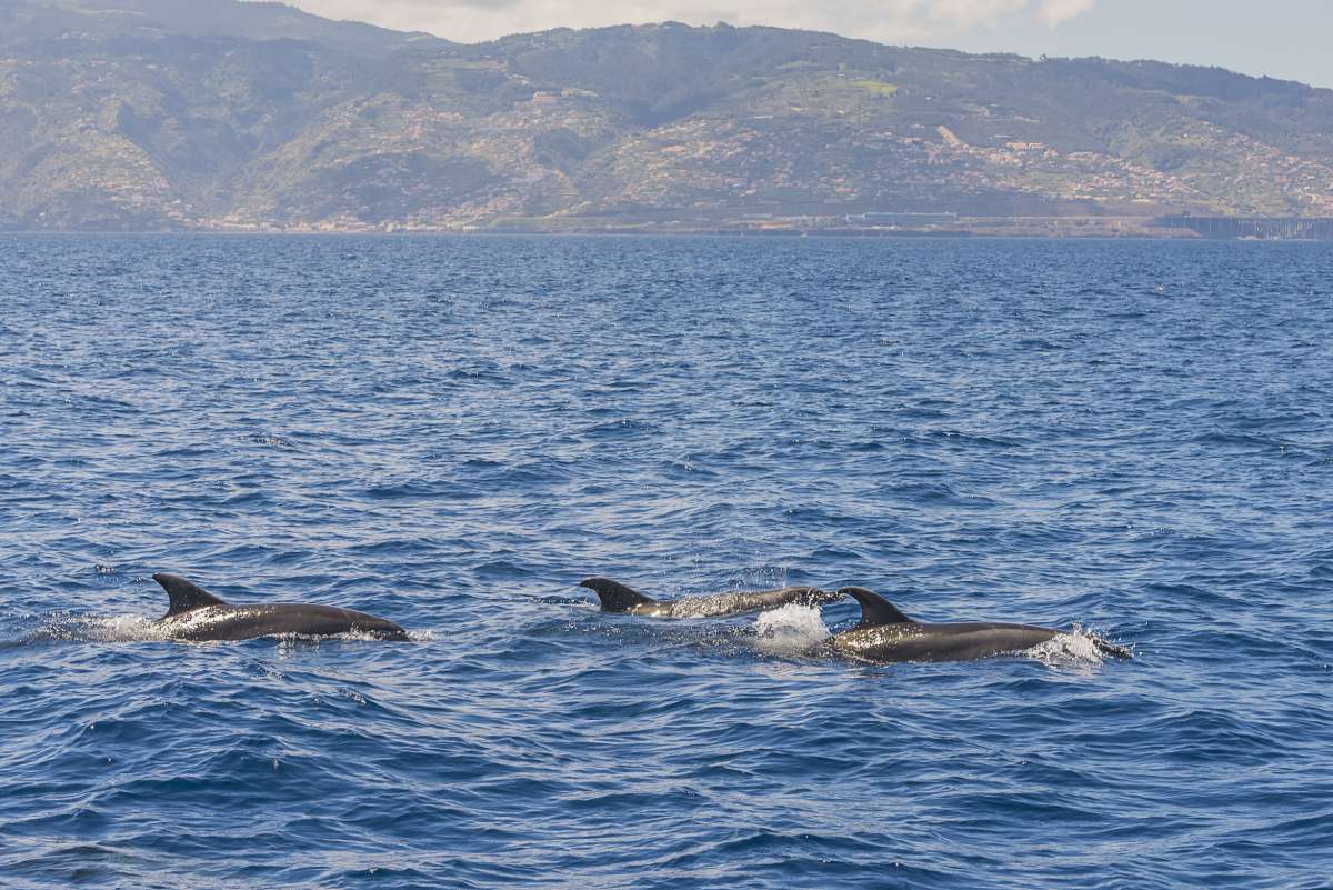 Madeira 