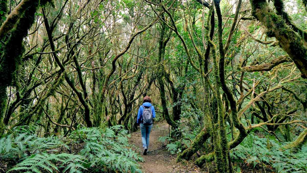 National Park Garajonay on La Gomera island © iStock