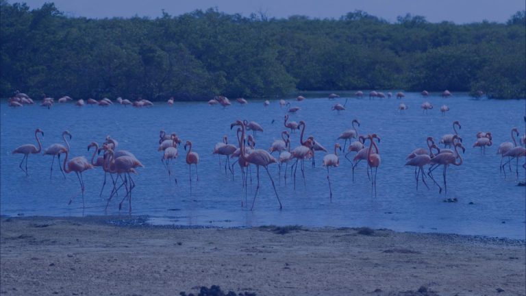 hero karaiby holenderskie rajskie wakacje na wyspie.jpg