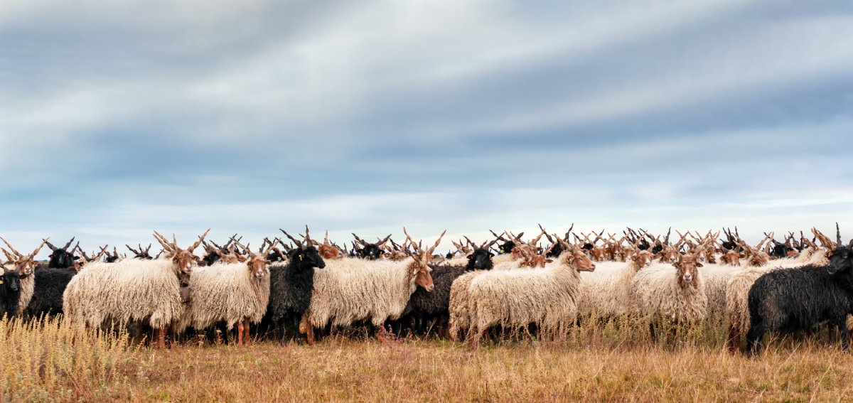 Racka sheep in Hortobágy © iStock