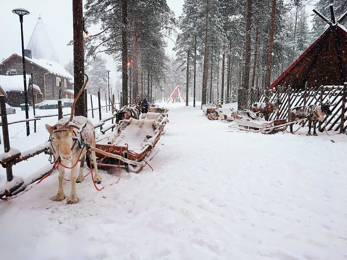 Renifery w Wiosce Św. Mikołaja © iStock