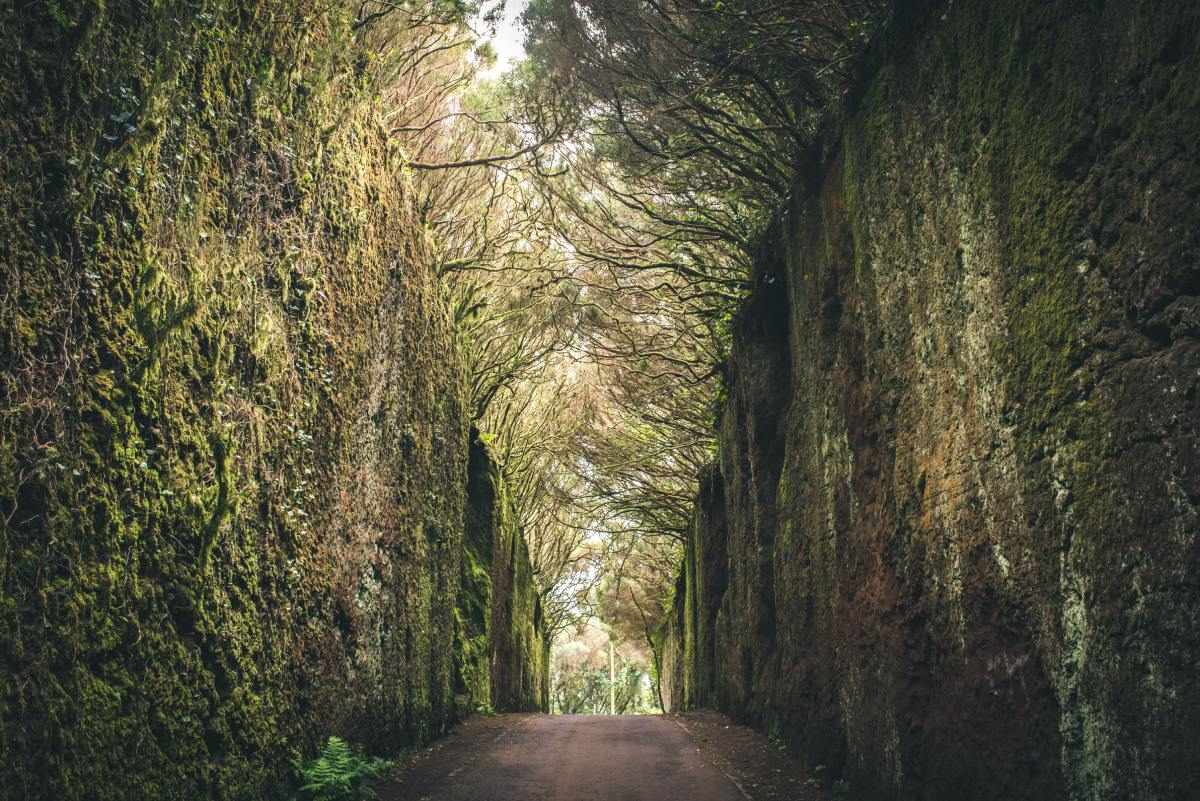 Camino viejo al Pico del Inglés in Anaga park, Tenerife © iStock